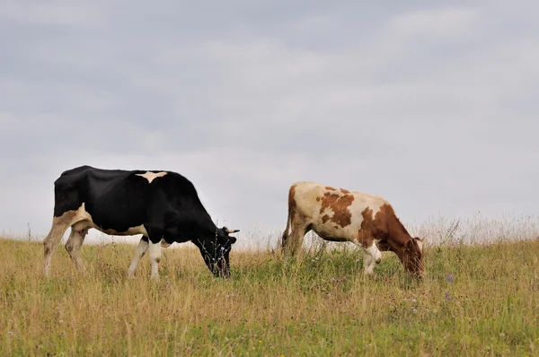 Vaca. — Fotografia de Stock