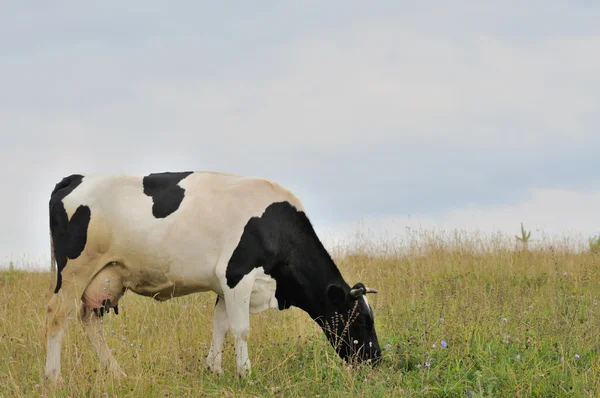 Cow. — Stock Photo, Image