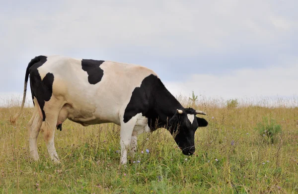 Cow. — Stock Photo, Image