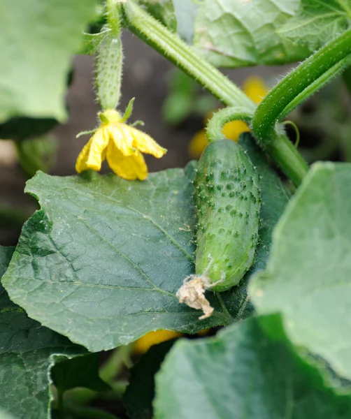 Liten gurka. — Stockfoto