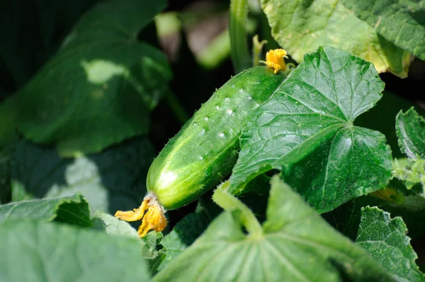 Cetriolo piccolo . — Foto Stock