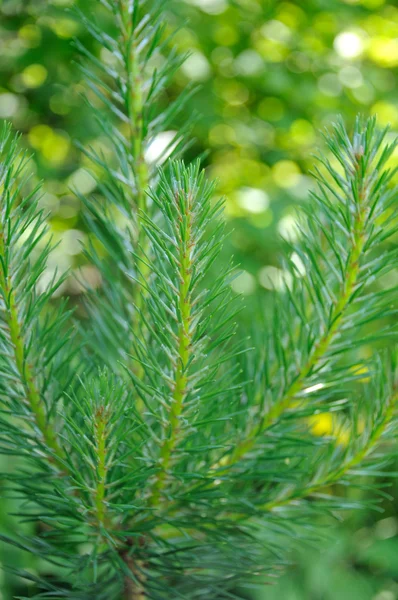 Close-up photo of pine branch. — Stock Photo, Image