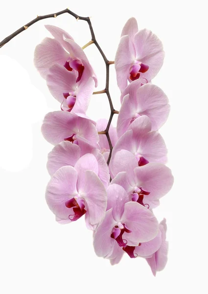 Orchidee. — Stockfoto