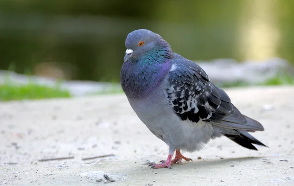 Pigeon. — Stock Photo, Image