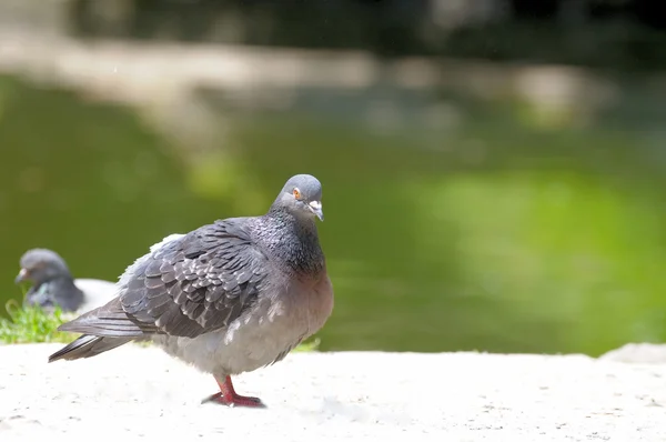 Pigeon. — Stock Photo, Image