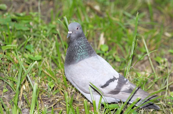 Pigeon. — Stock Photo, Image