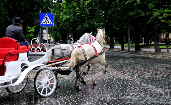 Hästar i vagn — Stockfoto