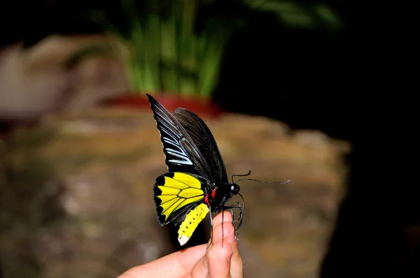 Schmetterling in einer Hand — Stockfoto