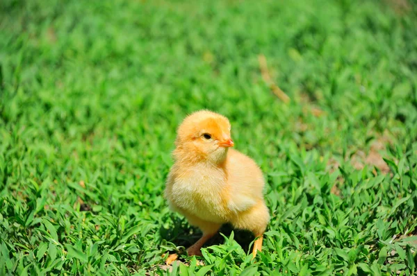 Beautiful little chicken on green grass — Stock Photo, Image