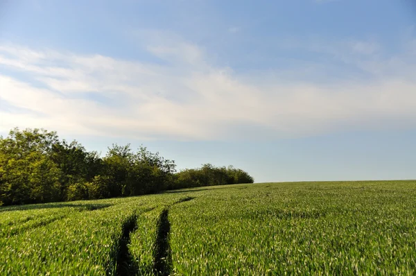 Campo sobre un fondo del cielo azul —  Fotos de Stock