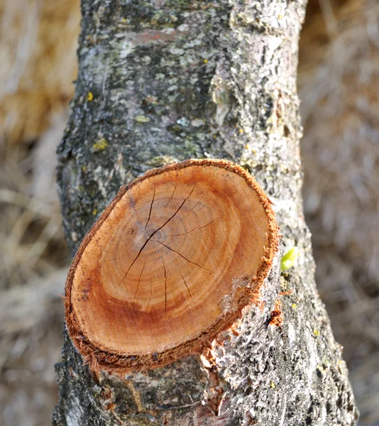 Hart vorming op de boomstam — Stockfoto