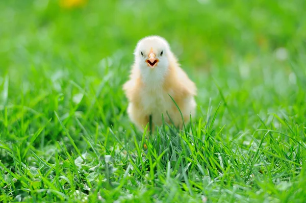Beautiful little chicken on green grass — Stock Photo, Image