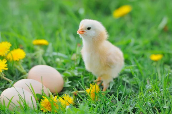 Schönes kleines Huhn auf grünem Gras — Stockfoto