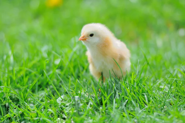 Beautiful little chicken on green grass — Stock Photo, Image