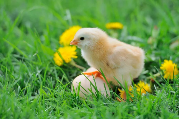 Belle petite poule sur herbe verte — Photo