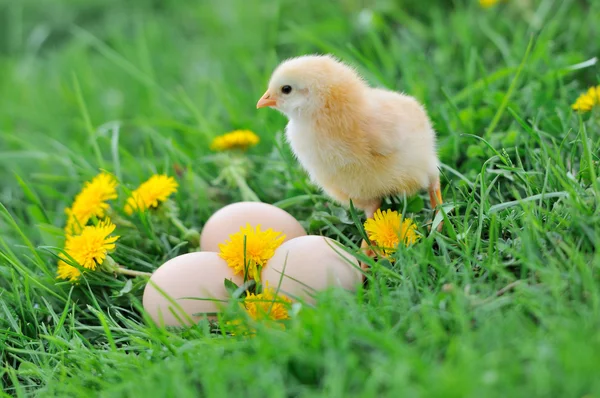 Schönes kleines Huhn auf grünem Gras — Stockfoto