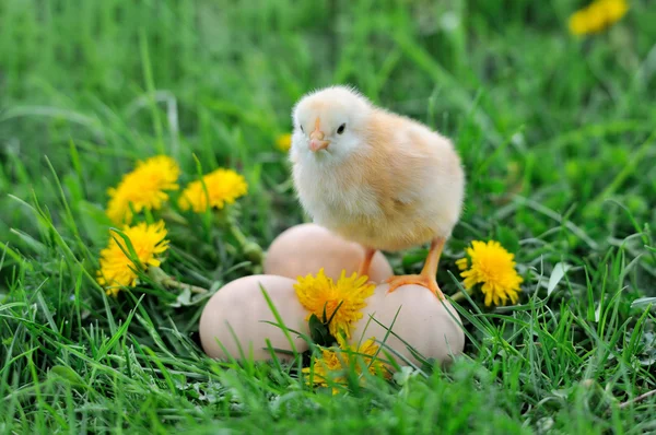 Beautiful little chicken on green grass — Stock Photo, Image