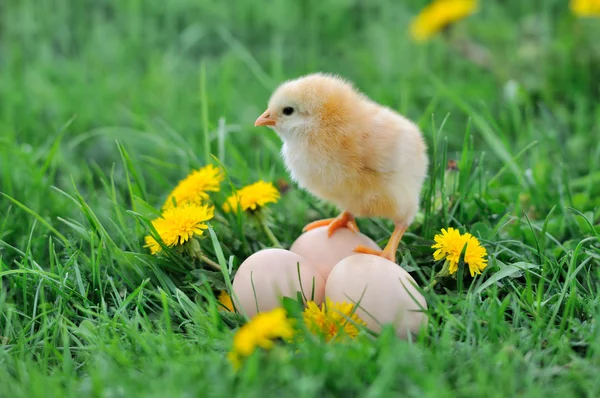 Beautiful little chicken on green grass — Stock Photo, Image