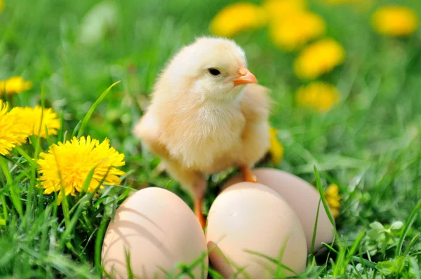 Schönes kleines Huhn auf grünem Gras — Stockfoto