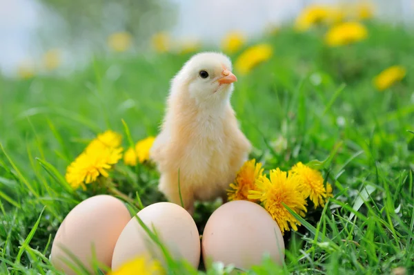 Mooie kleine kip op groen gras — Stockfoto