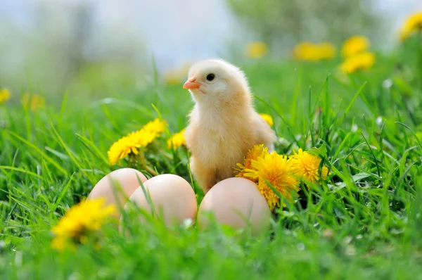 Schönes kleines Huhn auf grünem Gras — Stockfoto