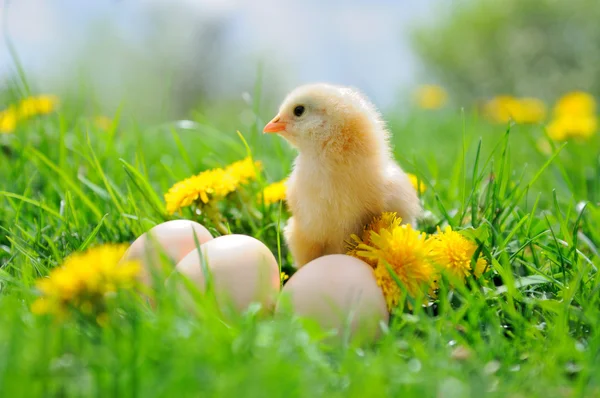 Schönes kleines Huhn auf grünem Gras — Stockfoto