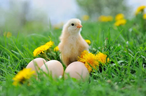 Belle petite poule sur herbe verte — Photo