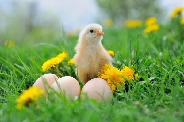 Bela galinha na grama verde — Fotografia de Stock