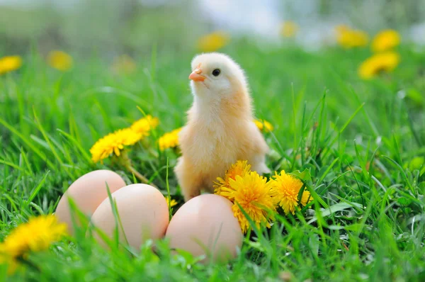 Bela galinha na grama verde — Fotografia de Stock