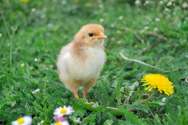 Petit poulet . — Photo