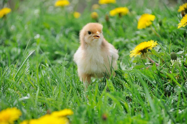 Petit poulet . — Photo