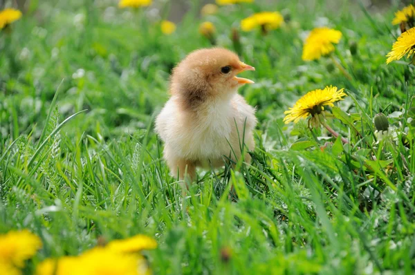 Pollito . —  Fotos de Stock