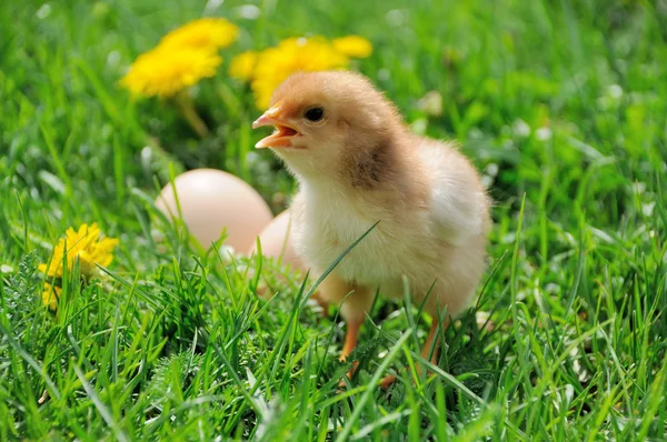 Pollo . — Foto Stock