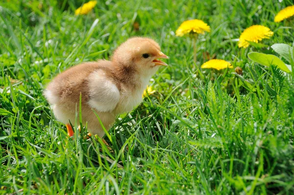 Little chicken. — Stock Photo, Image