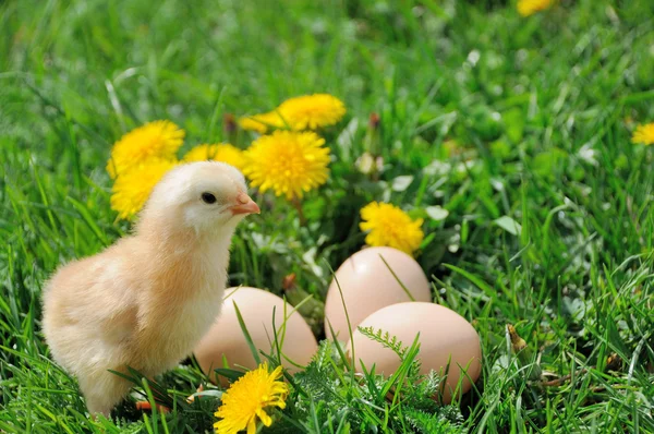 Hühnchen. — Stockfoto