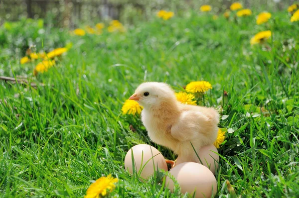 Pollito . —  Fotos de Stock