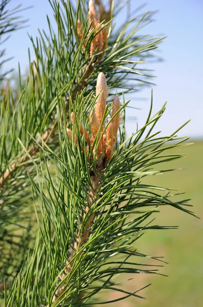 Close-up photo of pine branch. — Stock Photo, Image