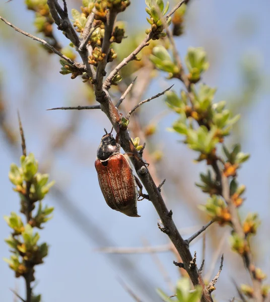 등산 cockchafer — 스톡 사진