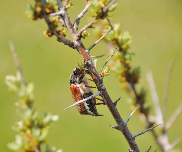 Maikäfer klettern — Stockfoto