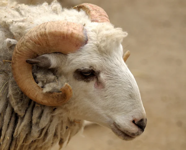 羊の頭. — ストック写真