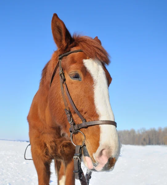 Портрет милой лошади на снегу — стоковое фото