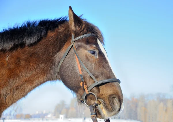 Portrait of nice horse  on a snow — Stock Photo, Image