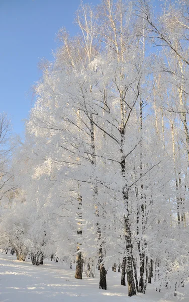 Winterpark in de sneeuw — Stockfoto