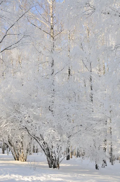 雪地里的冬季公园 — 图库照片