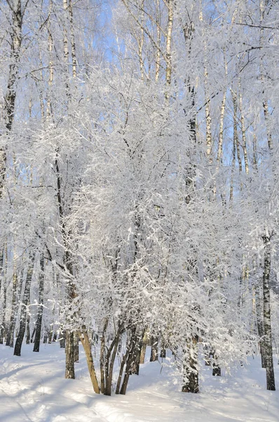 雪地里的冬季公园 — 图库照片