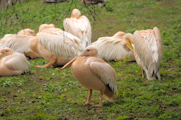 Pelican. — Stock Photo, Image