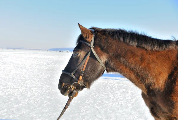 Портрет милой лошади на снегу — стоковое фото