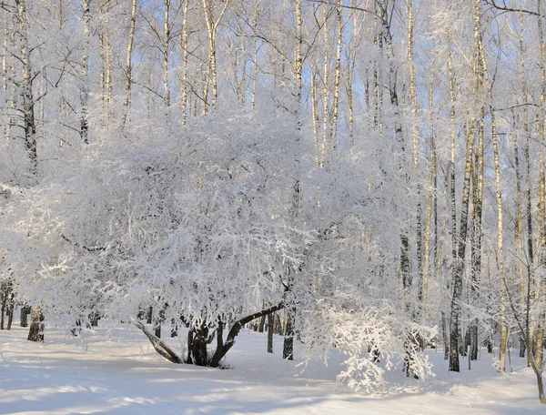 Kar altında kış parkı 
