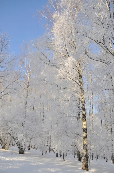 Vinterpark i snö — Stockfoto