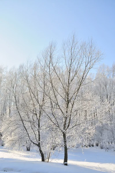 Kar altında kış parkı 